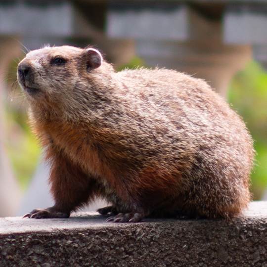 groundhogs
