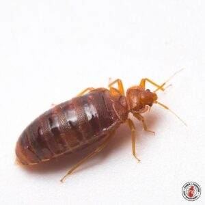Service_Bed-Bugs_01