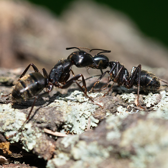 Carpenter Ants