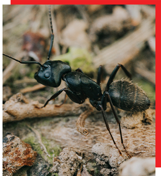 Carpenter Ants