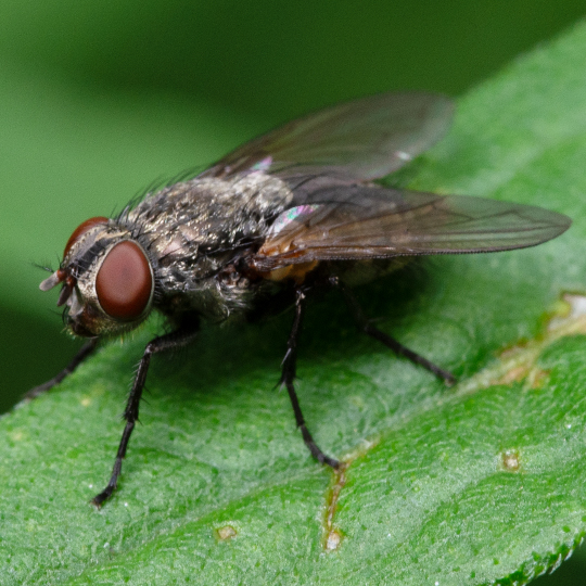 Cluster/House Flies