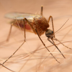 TC_Website_Graphics_Mosquitos