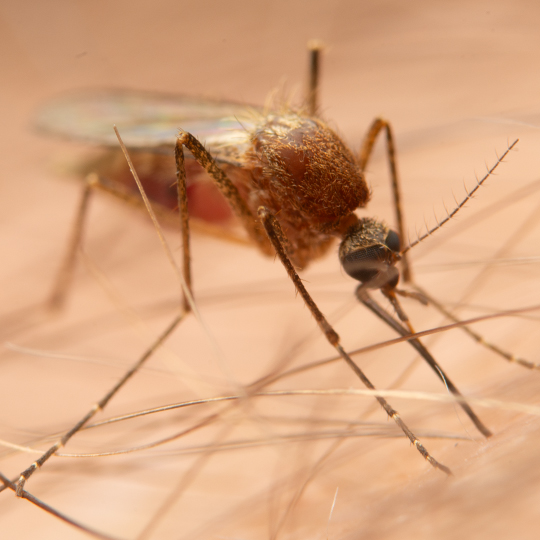 Springtime Pest Proofing in NY: How to Keep Your Home Bug-Free