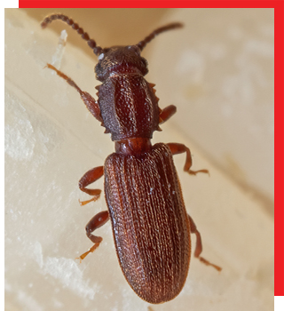 Pantry Pest