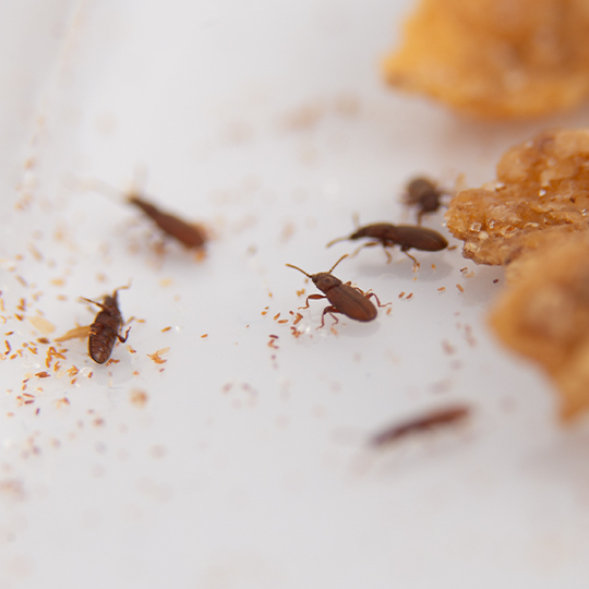 Pantry Pests
