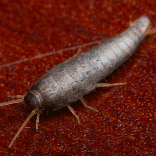 Silverfish