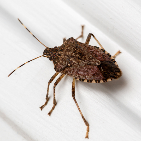 Stink Bugs