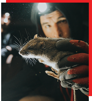 rat-services