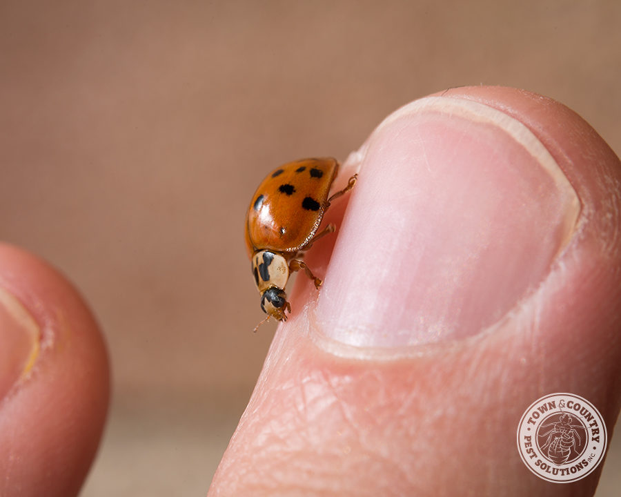 Asian-LB-Gallery_03-900x720