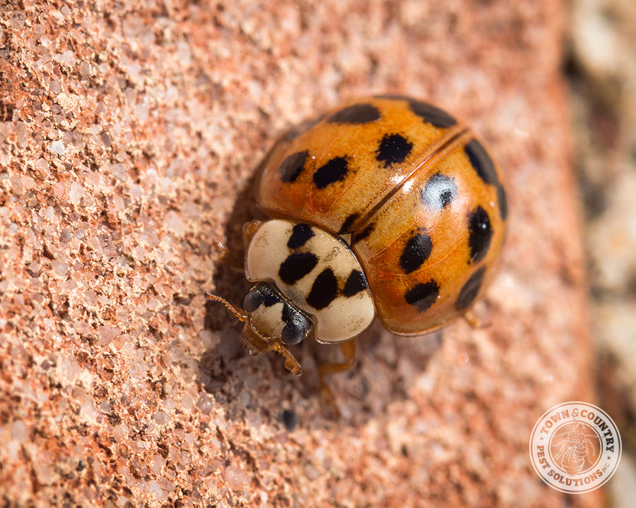 Asian-LB-Gallery_04-900x720