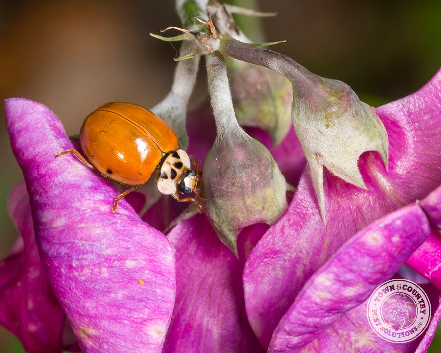 Asian-LB-Gallery_06-900x720