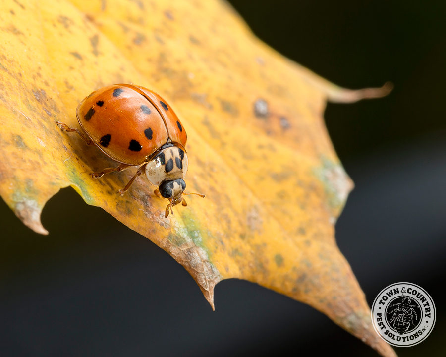 Asian-LB-Gallery_07-900x720