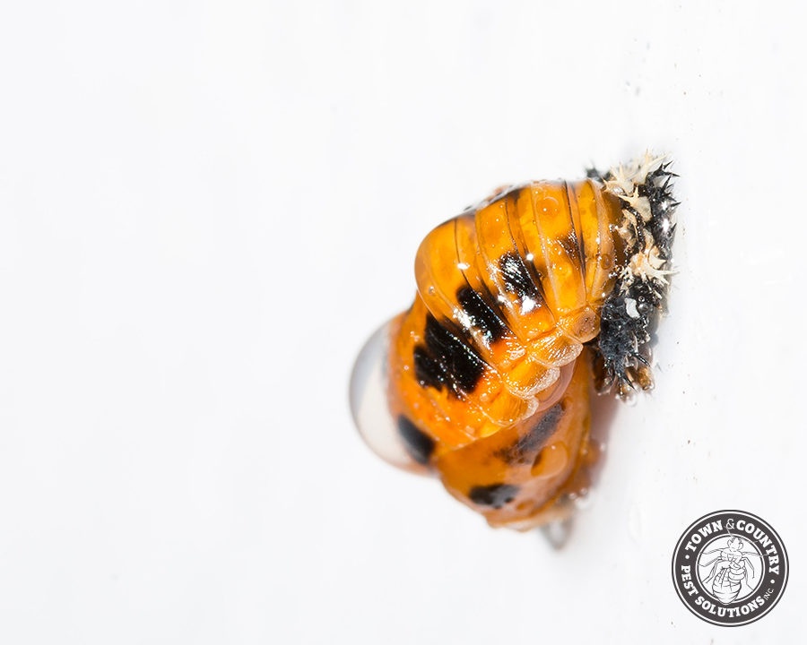 Asian-LB-Gallery_08-900x720