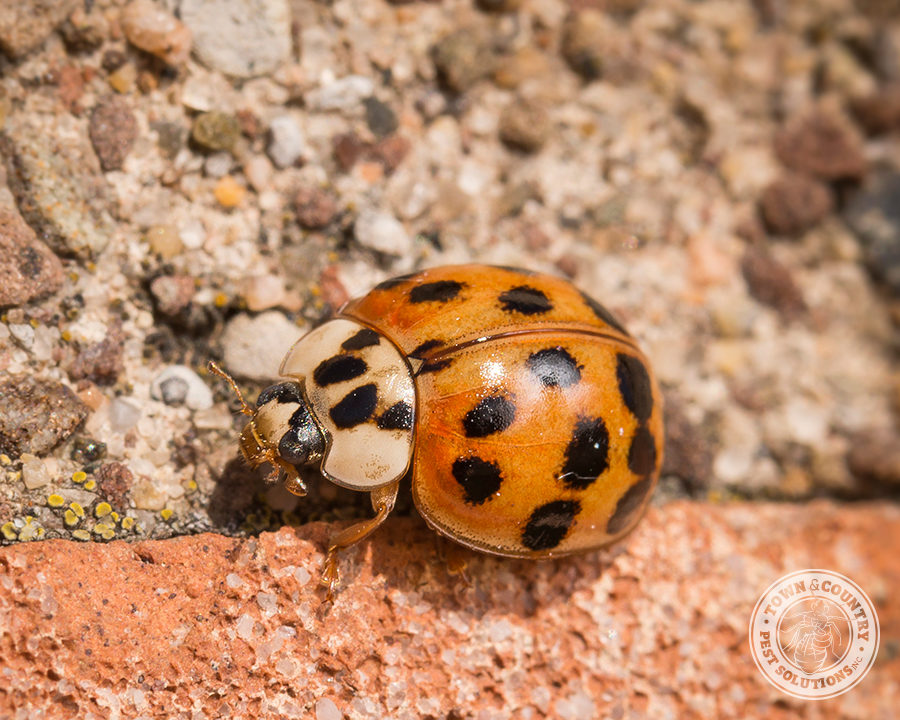 Asian-LB-Gallery_09-900x720