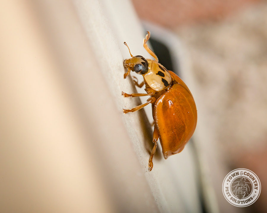 Asian-LB-Gallery_10-900x720