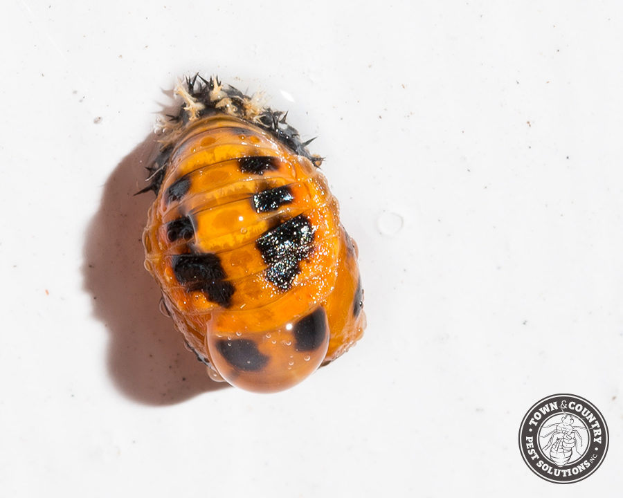 Asian-LB-Gallery_12-900x720