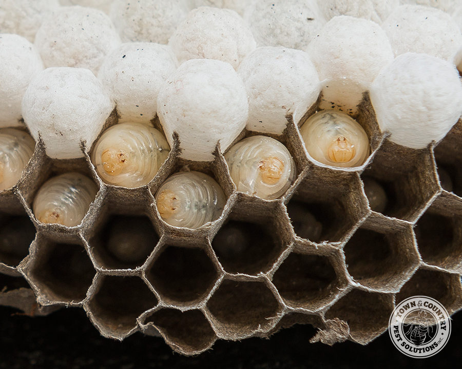 BF-Hornets_01_gllry-900x720