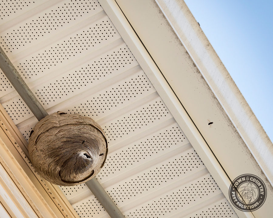 BF-Hornets_02_gllry-900x720