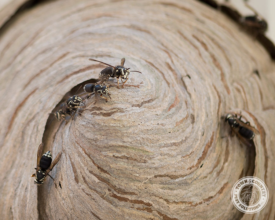 BF-Hornets_03_gllry-900x720