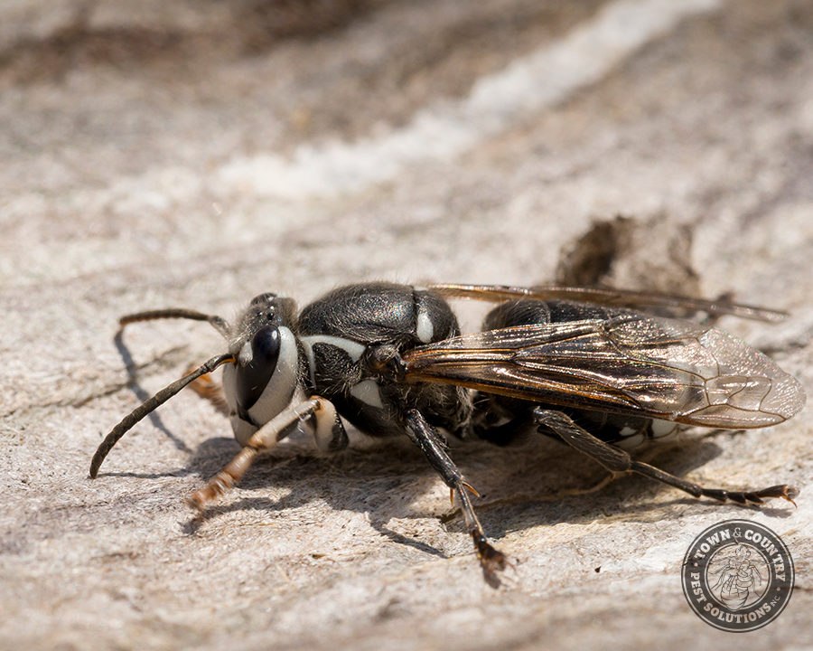 BF-Hornets_04_gllry-900x720