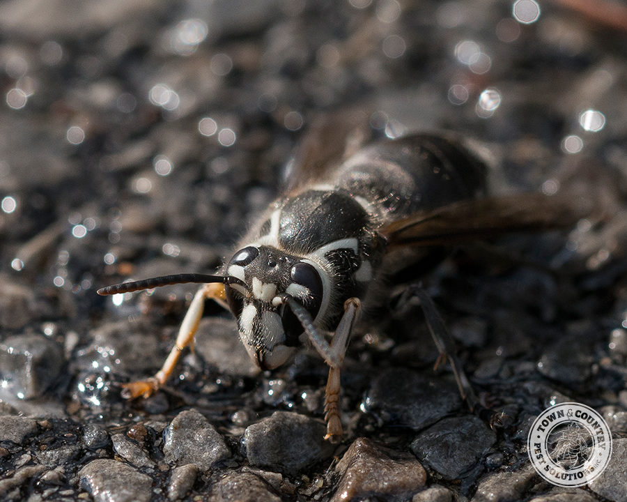 BF-Hornets_05_gllry-900x720