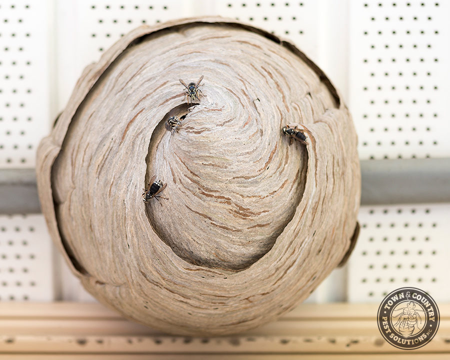 BF-Hornets_06_gllry-900x720