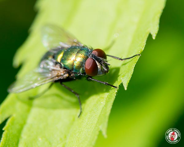 BottleFly_gllry_05