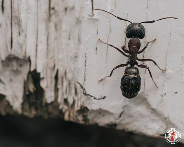 CarpenterAnt_gllry_06