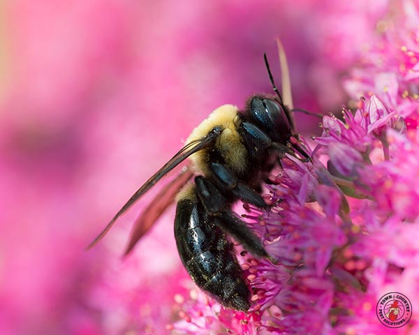 CarpenterBee_gllry_02