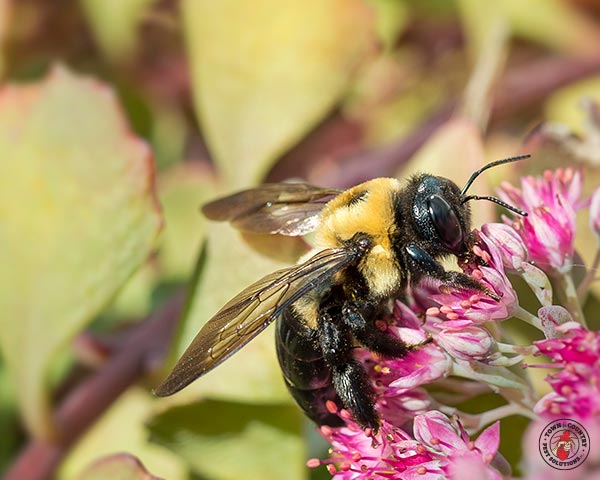 CarpenterBee_gllry_03