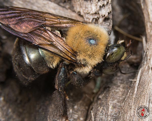 CarpenterBee_gllry_04