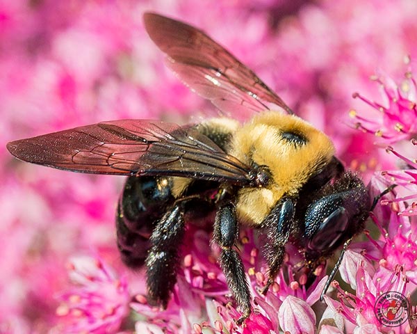CarpenterBee_gllry_05
