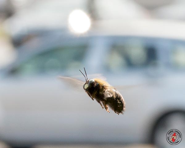 CarpenterBee_gllry_06