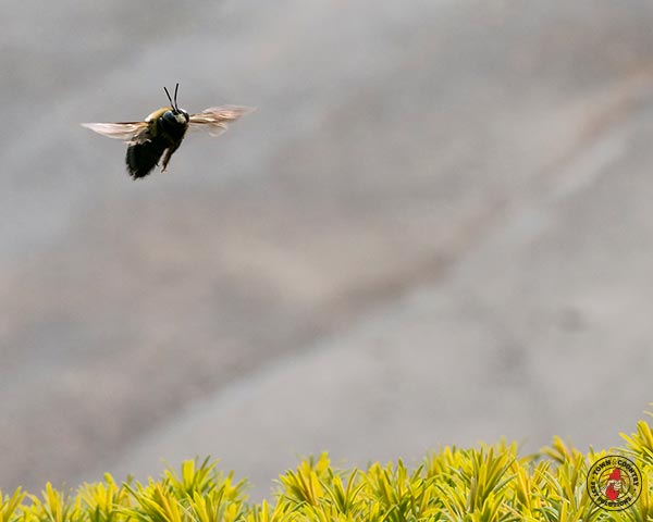 CarpenterBee_gllry_07