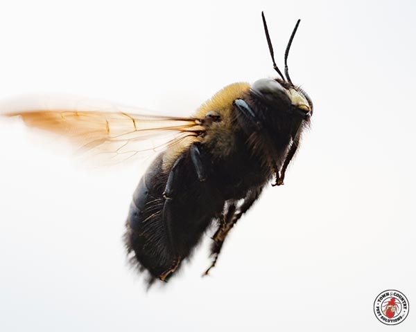 CarpenterBee_gllry_08