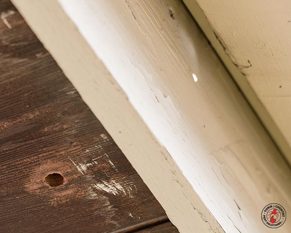 CarpenterBee_gllry_10