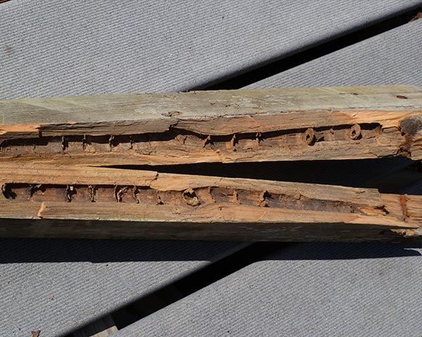 CarpenterBee_gllry_12