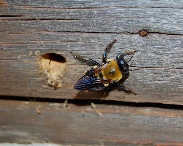 CarpenterBee_gllry_13