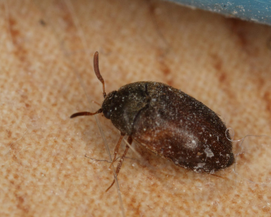 Carpet-Beetle_gallery_01-900x720