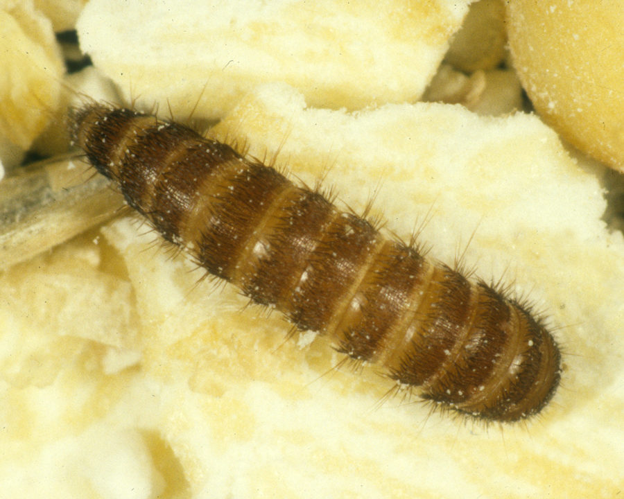 Carpet-Beetle_gallery_02-900x720