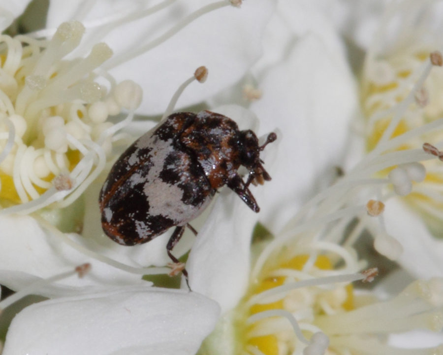 Carpet-Beetle_gallery_03-900x720
