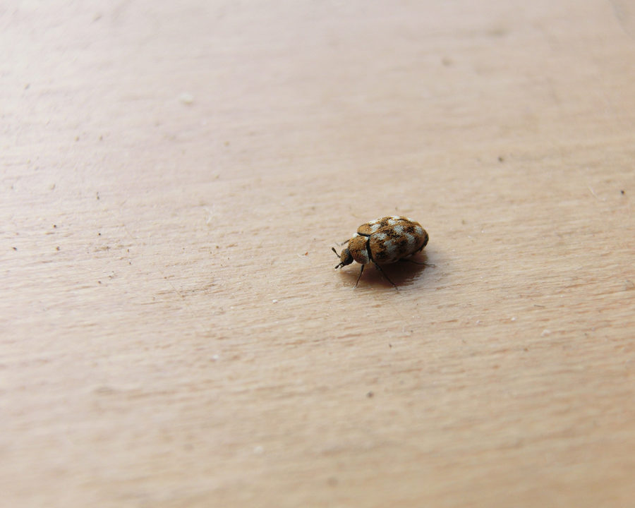 Carpet-Beetle_gallery_05-900x720