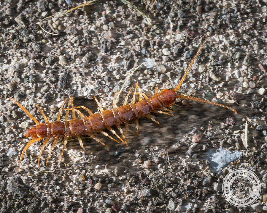 Centipede_gallery_01-900x720