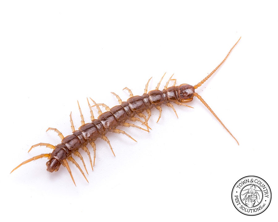 Centipede_gallery_02-900x720