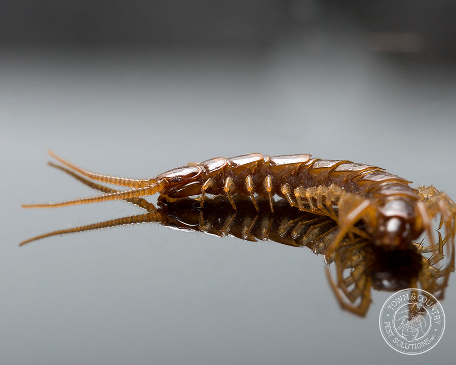 Centipede_gallery_03-900x720