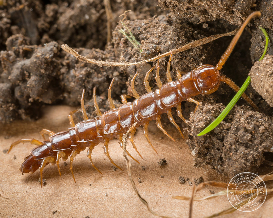 Centipede_gallery_04-900x720