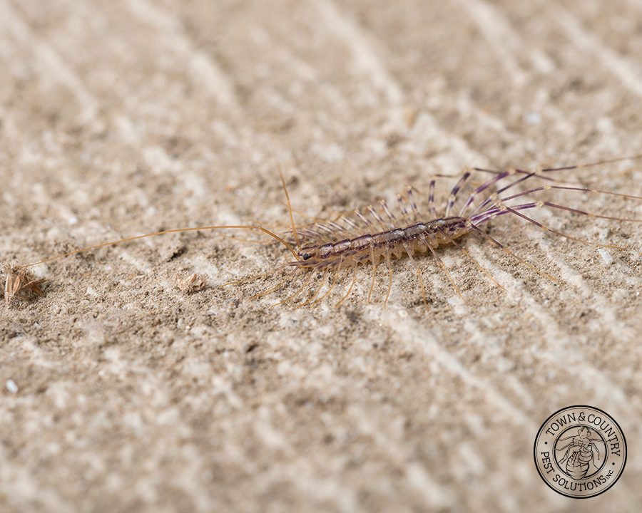 Centipede_gallery_05-900x720