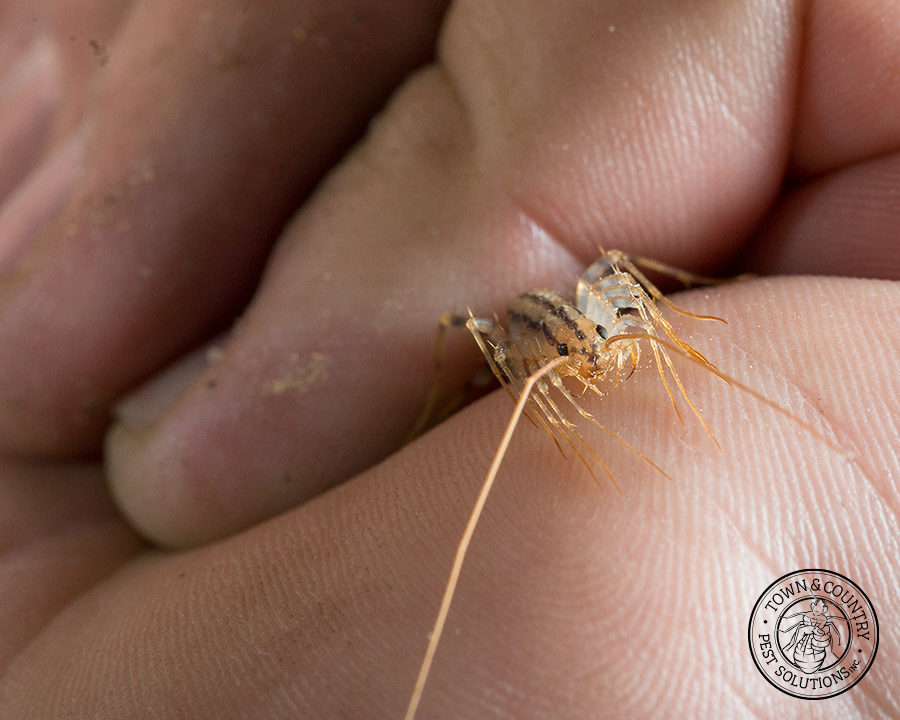 Centipede_gallery_07-900x720