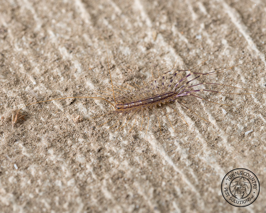 Centipede_gallery_08-900x720