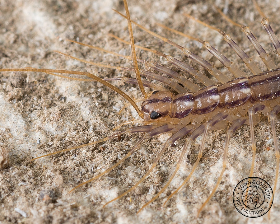 Centipede_gallery_09-900x720